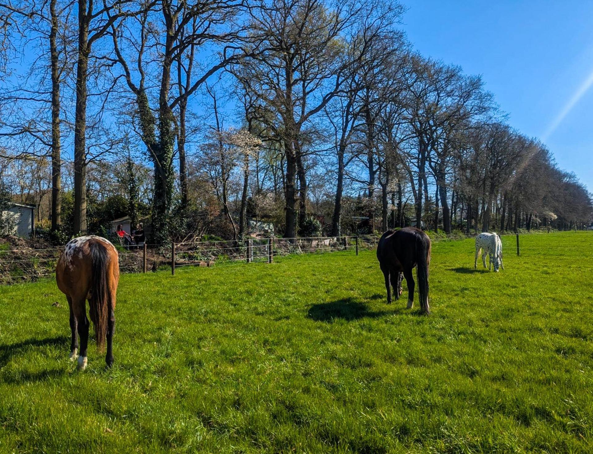 Hotel Chique Chalet Met Zicht Over De Weilanden Op De Veluwe إبّ المظهر الخارجي الصورة