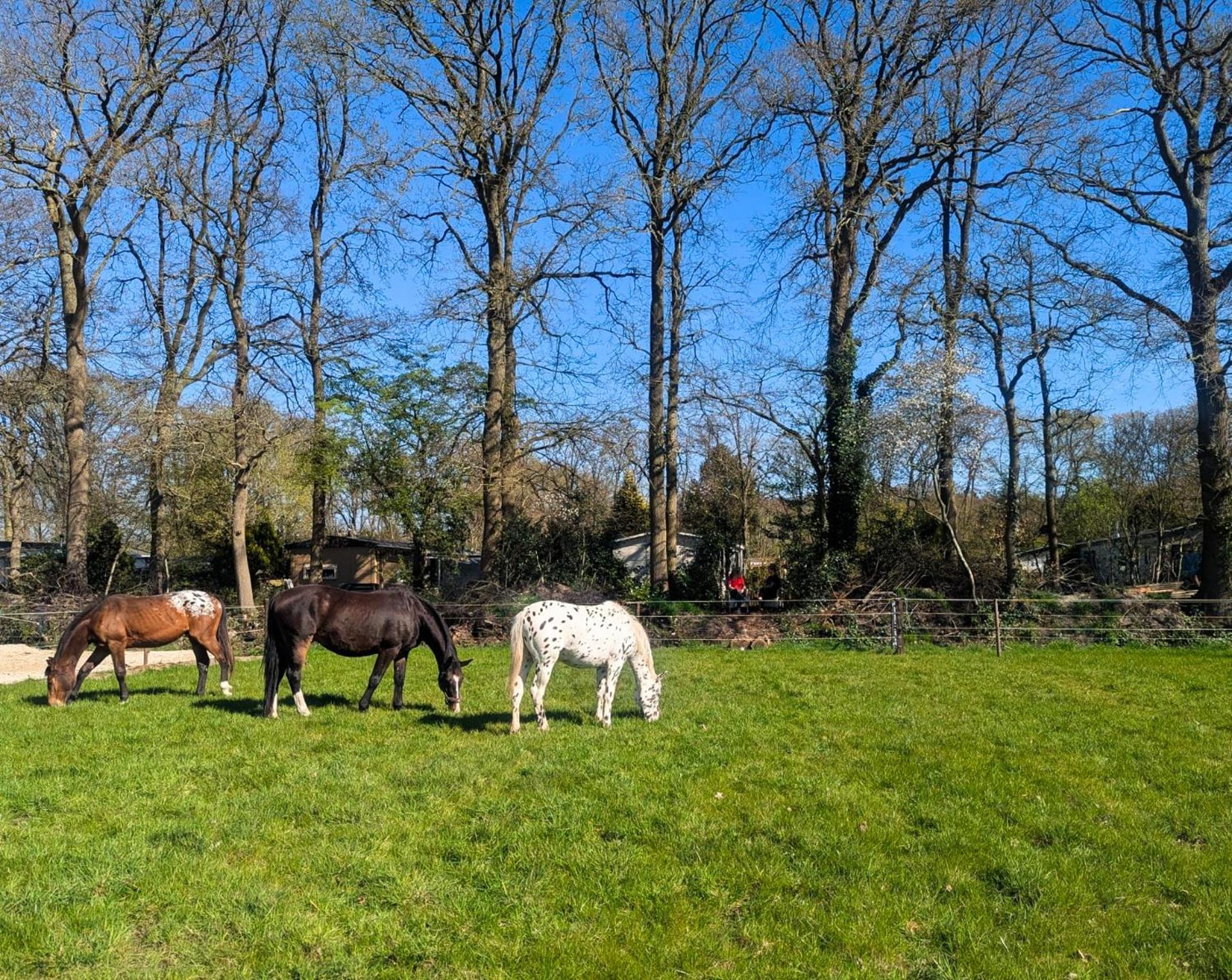 Hotel Chique Chalet Met Zicht Over De Weilanden Op De Veluwe إبّ المظهر الخارجي الصورة